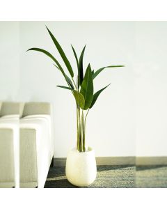 Plante Artificielle Strelitzia - Arkan Bloom - ARKPRO-1-14 - Feuilles Fines - Pot Beige Moucheté