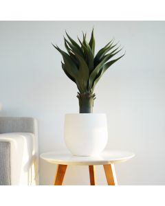 Plante Artificielle Agave - Arkan Bloom - 1-51 - Feuilles Épaisses - Pot Blanc
