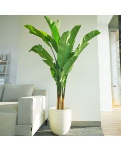 Plante Artificielle Bananier d’Intérieur - Arkan Bloom - 12-37 - Pot Beige Moucheté 