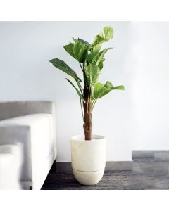 Plante Artificielle Alocasia Tropicale - Arkan Bloom - 12-5 - Verte - Pot Beige Moucheté