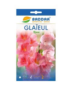 Glaïeul Rose Baddar - Prix Tunisie | Arkan.tn