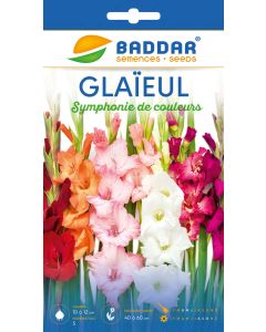 SACHET GLAIEUL SYMPHONIE DE COULEUR BADDAR