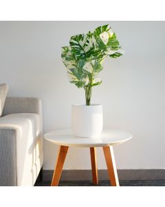 Plante Artificielle Monstera - Arkan Bloom - AH1-24 - Vert et Blanc