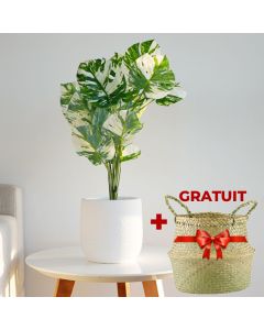 Plante Montsera vert et blanc ARKAN BLOOM + Cache Pot Gratuit
