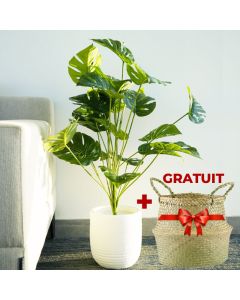 Plante Montsera vert ARKAN BLOOM + Cache Pot Gratuit
