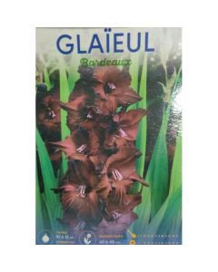 SACHET GLAIEUL BORDEAUX BADDAR