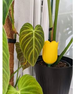 Bulle d’arrosage des plantes