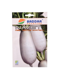 SEMENCE NAVET MARTEAU BADDAR