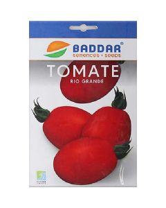 SEMENCE TOMATE R10 GRANDE BADDAR