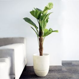Plante Artificielle Alocasia Tropicale GM - Arkan Bloom - 12-5 - Verte 