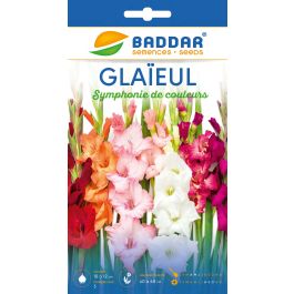 SACHET GLAIEUL SYMPHONIE DE COULEUR BADDAR