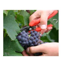 FALCI Sécateur raisin GO17 17cm FALCI ITALY