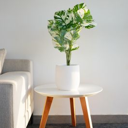 Plante Artificielle Monstera - Arkan Bloom - AH1-24 - Vert et Blanc