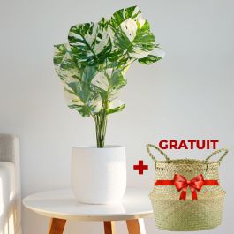 Plante Montsera vert et blanc ARKAN BLOOM + Cache Pot Gratuit