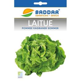 SEMENCE LAITUE KAGRANER 2G BADDAR