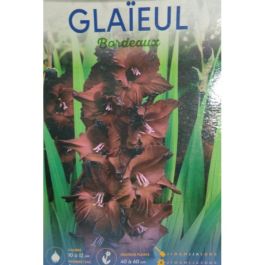 SACHET GLAIEUL BORDEAUX BADDAR