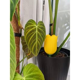 Bulle d’arrosage des plantes