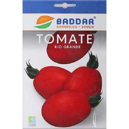 SEMENCE TOMATE R10 GRANDE BADDAR