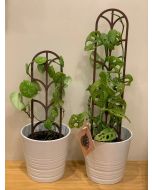 Support de plante modulaire