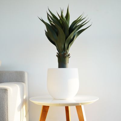 Plante Artificielle Agave - Arkan Bloom - 1-51 - Feuilles Épaisses - Pot Blanc