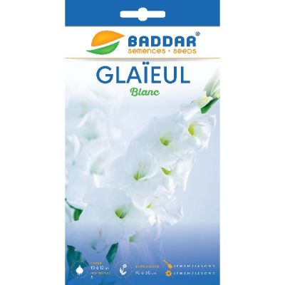 Glaïeul Blanc - Prix Tunisie | Arkan.tn