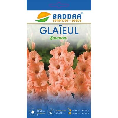 Glaïeul Saumon Baddar - Prix Tunisie | Arkan.tn