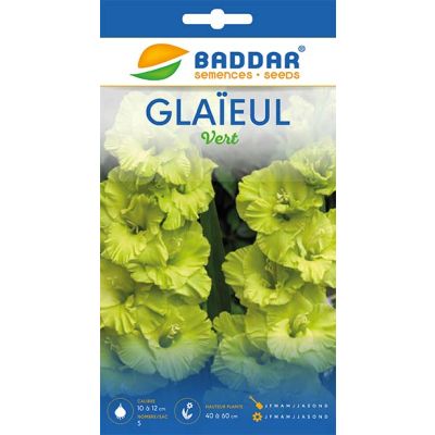Glaïeul Vert BADDAR - Prix Tunisie | Arkan.tn