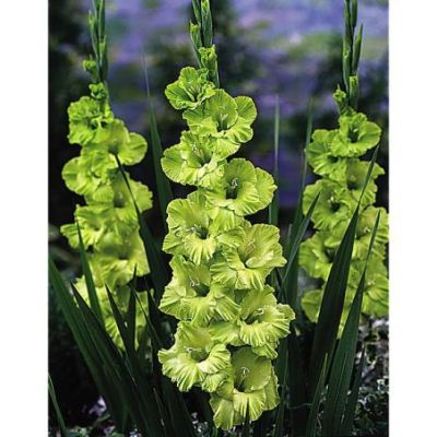 SACHET GLAIEUL VERT BADDAR