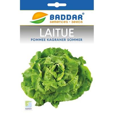 Laitue Kagraner - Prix Tunisie | Arkan.tn
