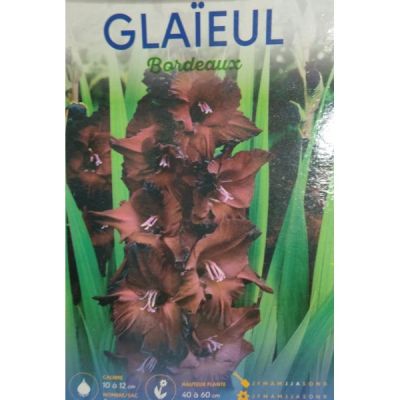 Glaïeul Bordeaux - Prix Tunisie | Arkan.tn