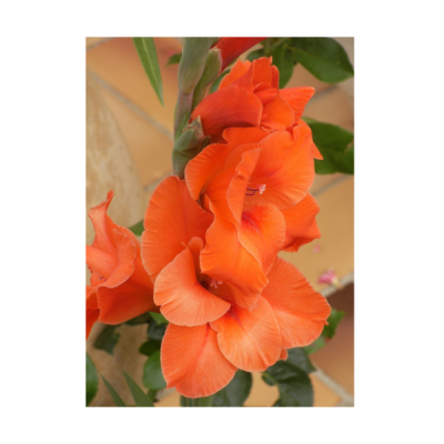 SACHET GLAIEUL ORANGE BADDAR